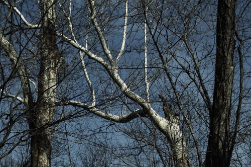 tree branch nature