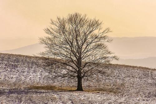 tree winter snow