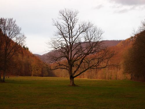 tree autumn forest glade