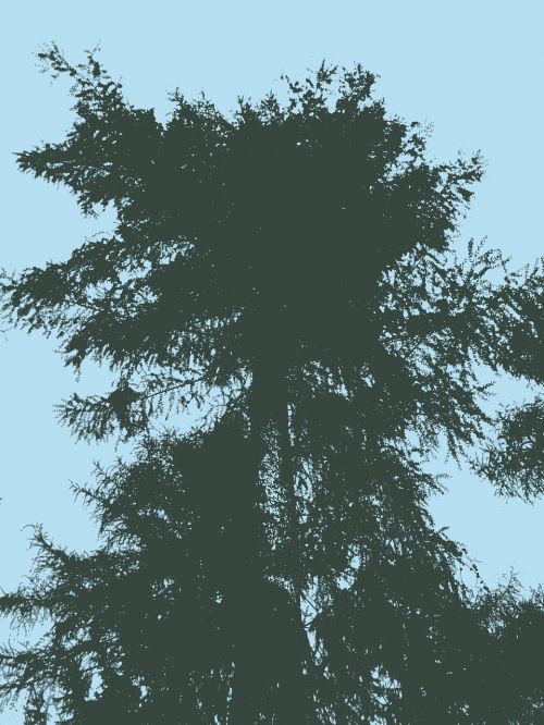 tree sky silhouette