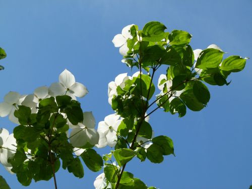 tree flowering spring