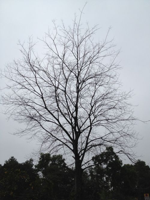 tree hokaido branches