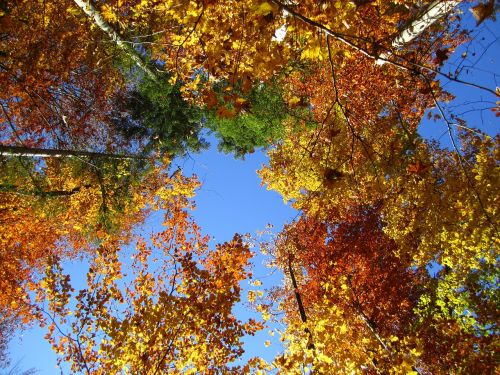 tree forest autumn