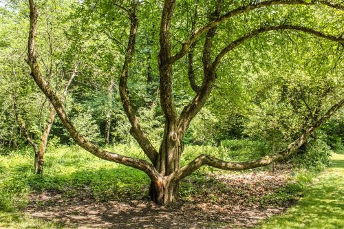 tree shape nature