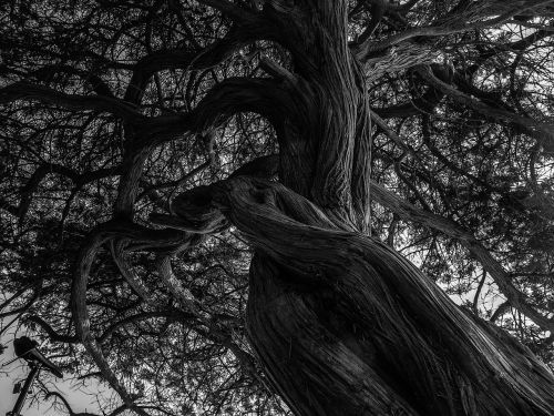 tree black and white kahl
