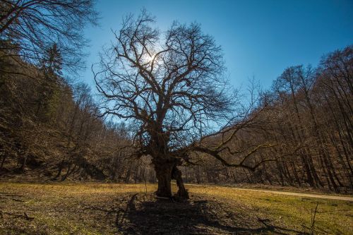 tree sky priroda