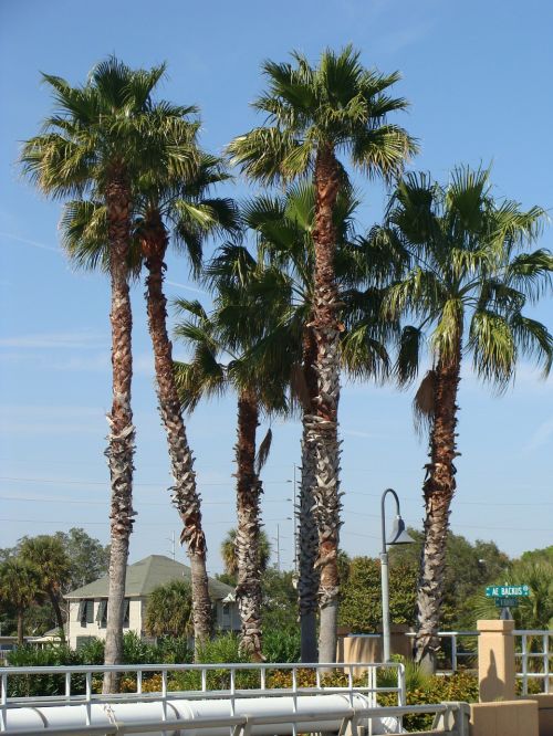 tree palm tropical