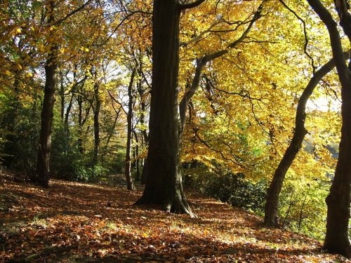 tree trees autumn