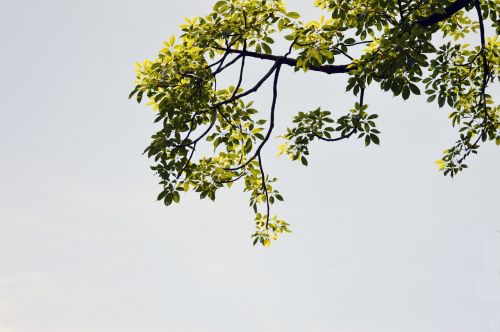 tree leaves afternoon