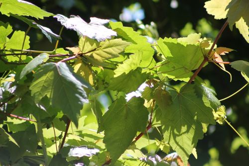 tree green leaf