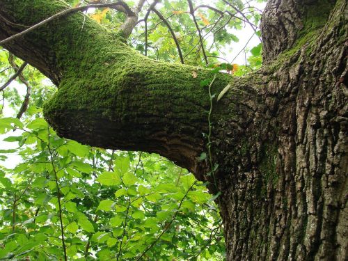 tree moss branch