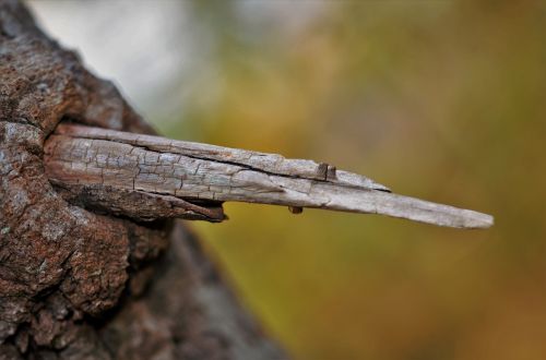 tree natur natural