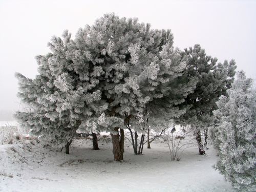 tree winter trees