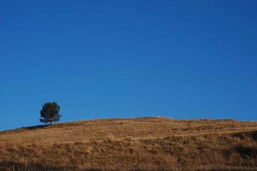 tree hill landscape