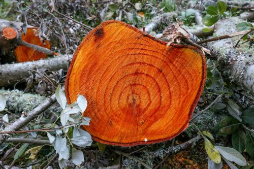 tree stump wood
