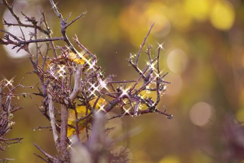 tree sparkle twig