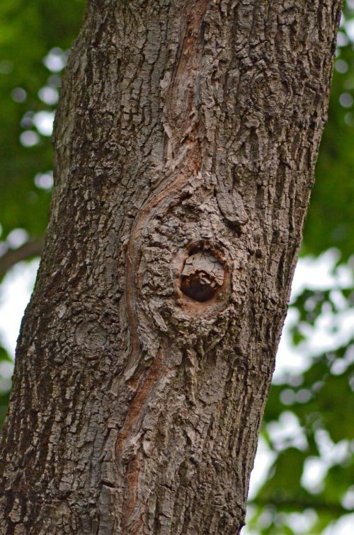 tree face wood