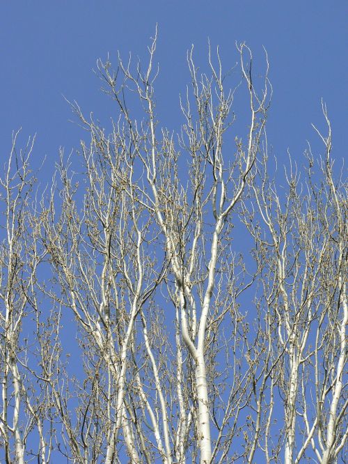 tree poplar branches