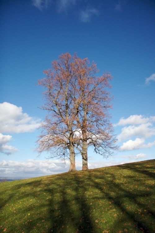 tree autumn autumn mood