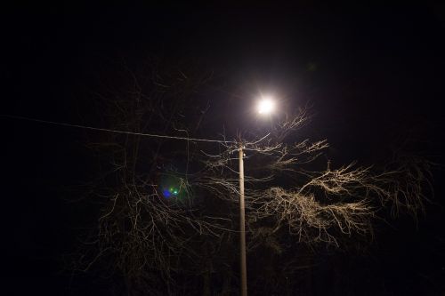 tree post power lines