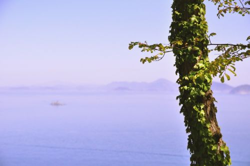 tree leaves ocean