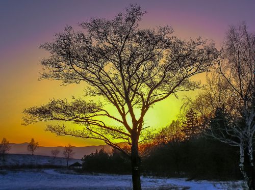 tree sunset snow