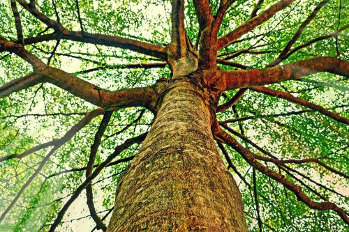 tree trunk bark