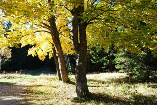 tree autumn fall