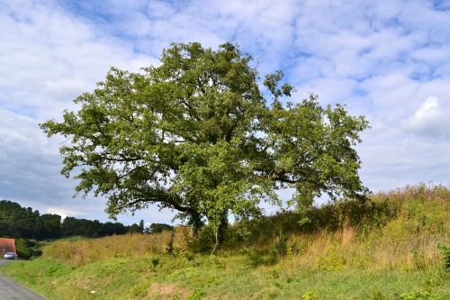 tree oak nature