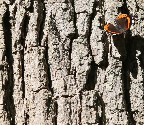 tree stump bark