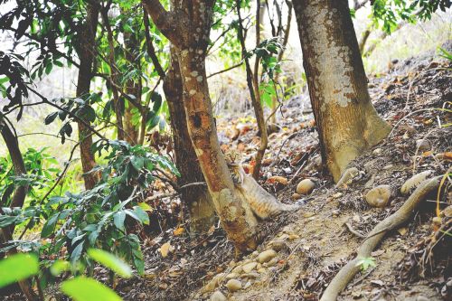 tree trunks roots