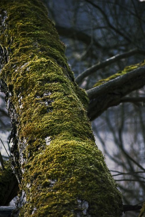 tree moss trunk