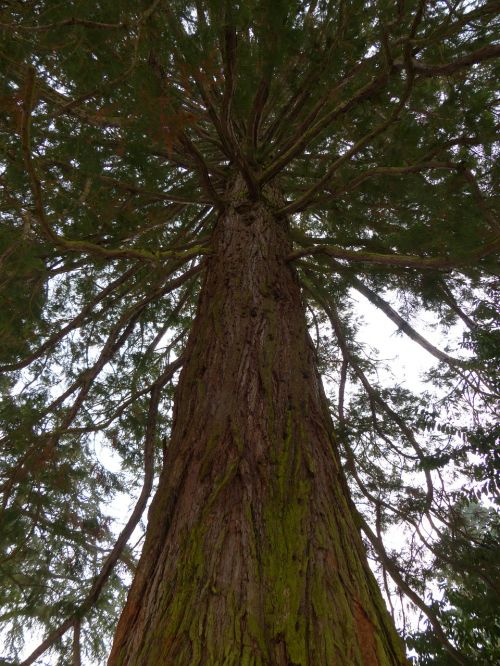 tree log fir