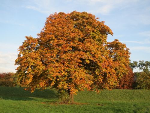 tree autumn fall
