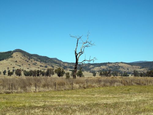 tree landscape nature