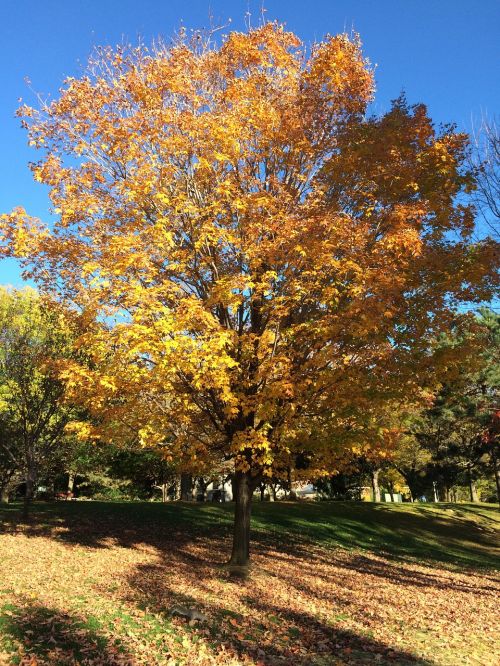 tree autumn yellow