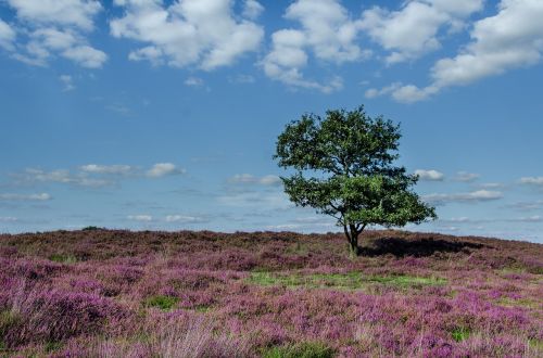 tree heather moorland