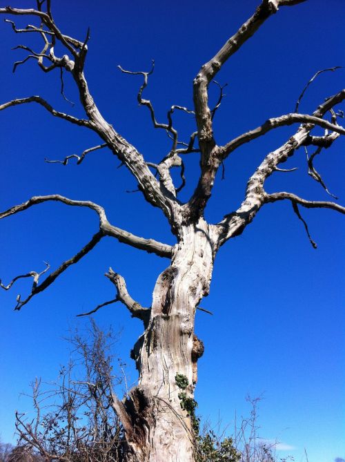 tree sky nature