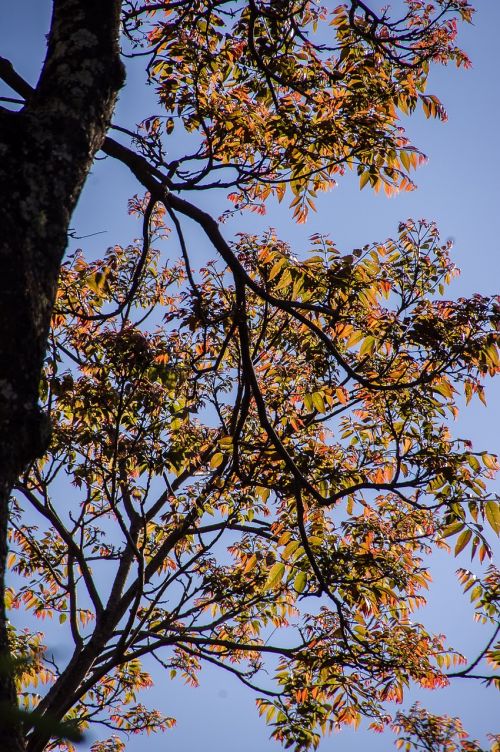 tree leaves sky