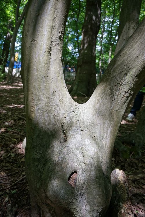 tree trunk v shape