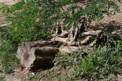 tree root log