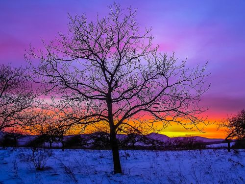 tree winter snow