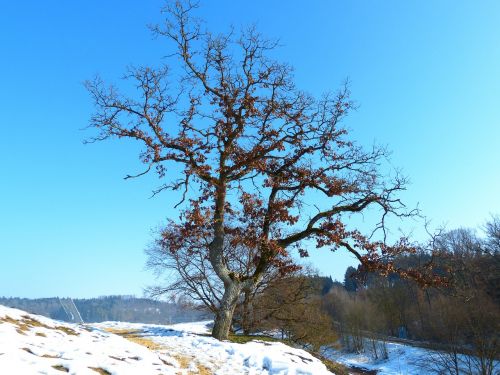 tree oak winter