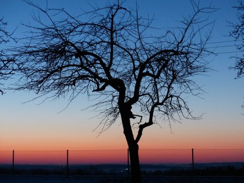 tree apple tree sunset