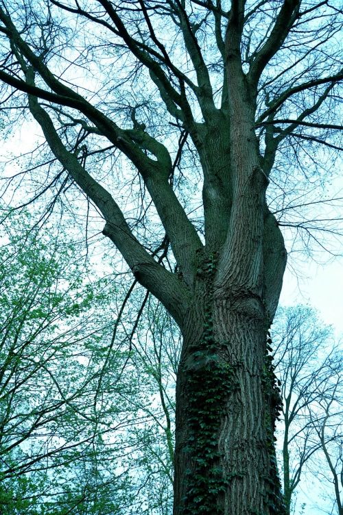 tree branch bark
