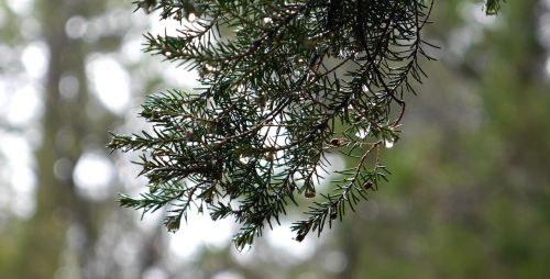 spruce branch tree