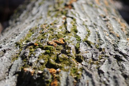 tree bark nature