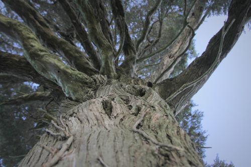 tree nature beautiful