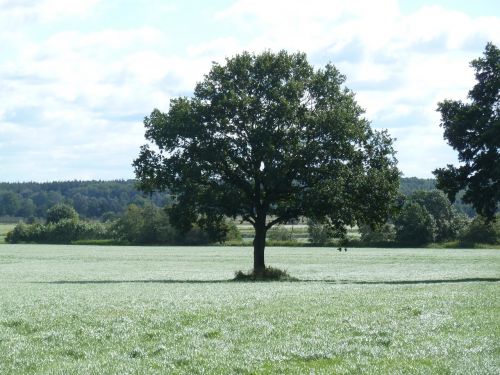 tree oak field
