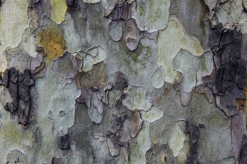 tree background texture